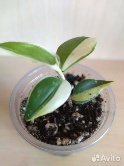 Традесканция