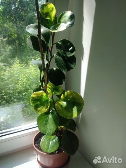 Растения комнатные, 5 видов