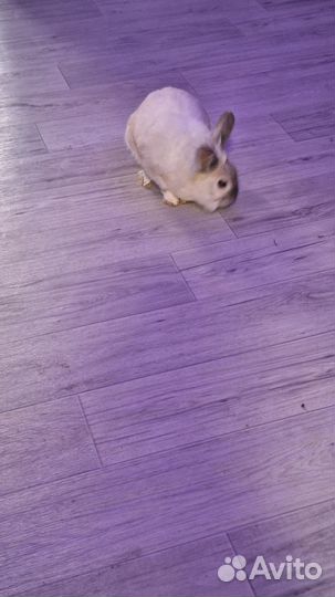 Домашние животные кролики декоративные