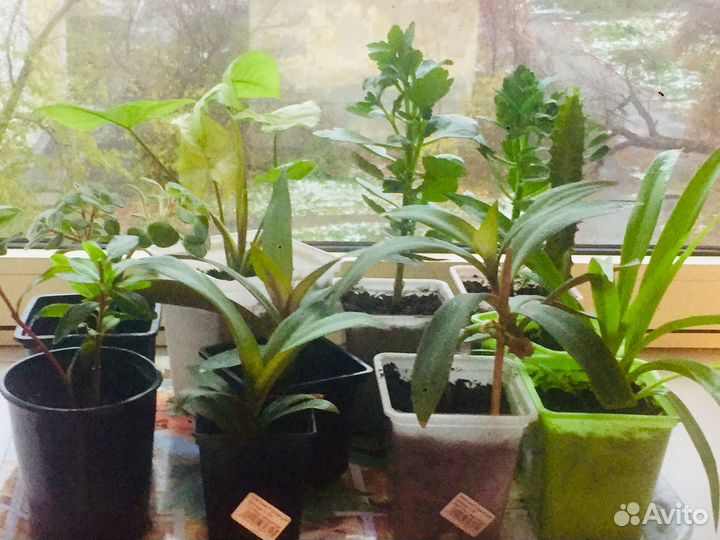 Детки флоры