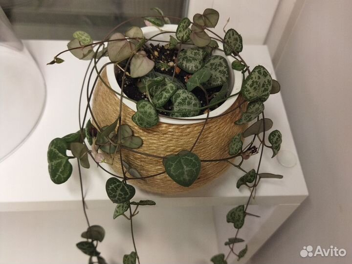 Комнатные растения