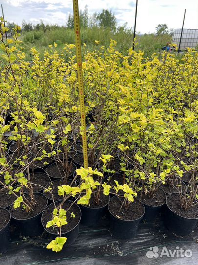 Саженцы пузыреплодника