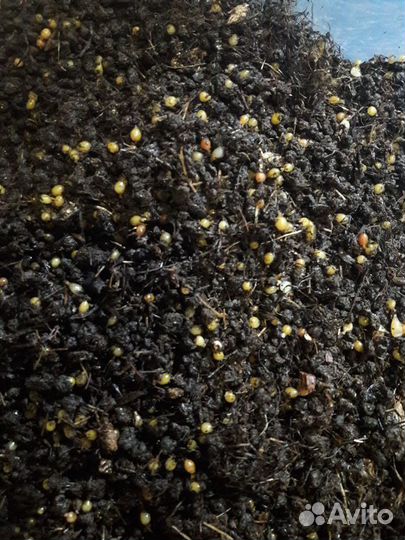 Черви самоловы-Наживка №1\Приманка на Царь рыбу