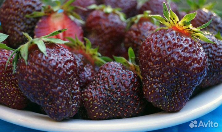 Клубника многоразовая, одноразовая