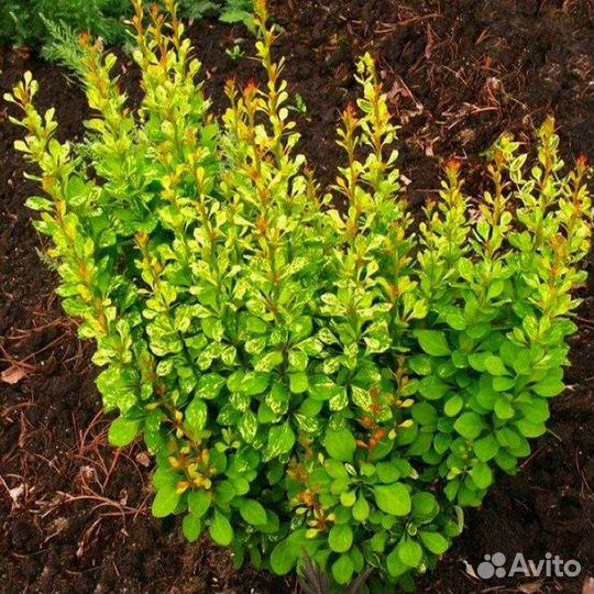 Барбарис колонна (читайте описание)