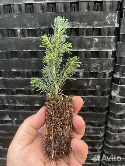 Голубая ель с зкс сеянцы в кассктах доращивание