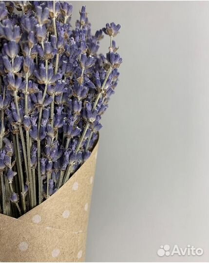 Лаванда сухоцвет