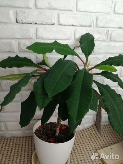 Молочай ребристый