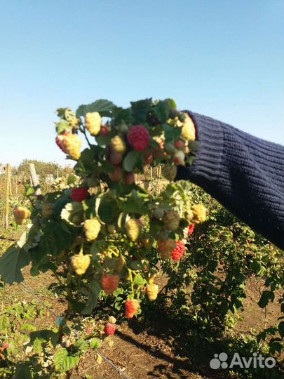 Саженцы малины Дэльнива, Имара, Карамелька и т.д