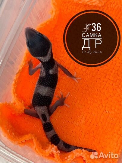 Эублефар малыши 2024 г мальчики и девочки