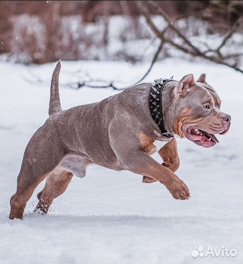 Американский булли вязка