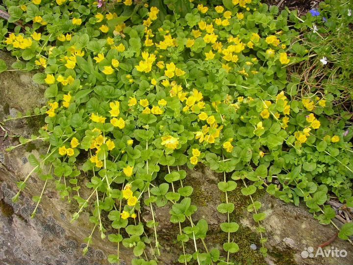 Вербейник монетчатый многолетний