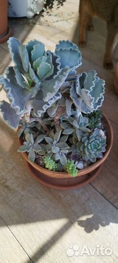 Суккуленты микс