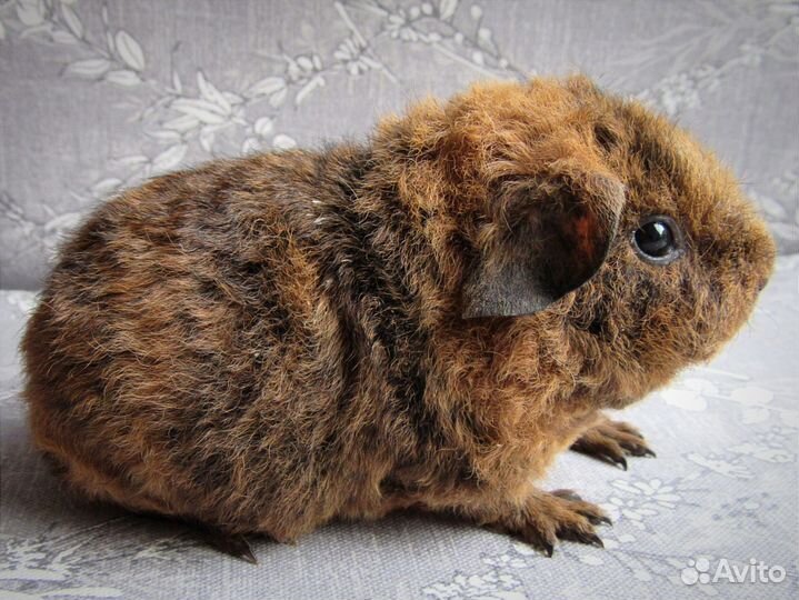 Морская свинка американский тедди