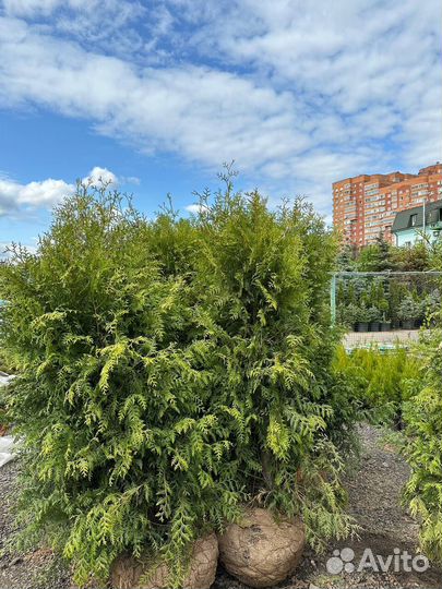 Туя Брабант 180-200см