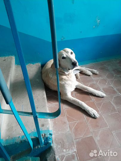 Собака в добрые руки