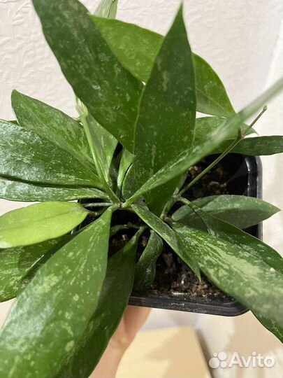 Хойя грацилис изящная