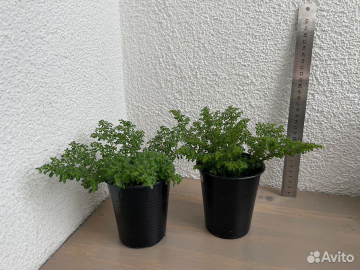 Комнатные растения цветы