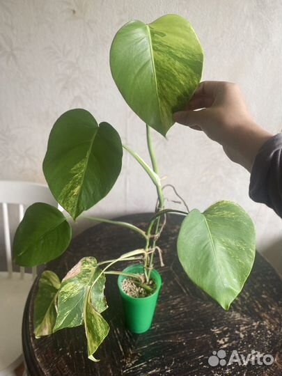 Монстера желтая