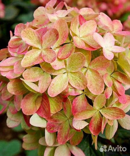 Гортензия Граффити