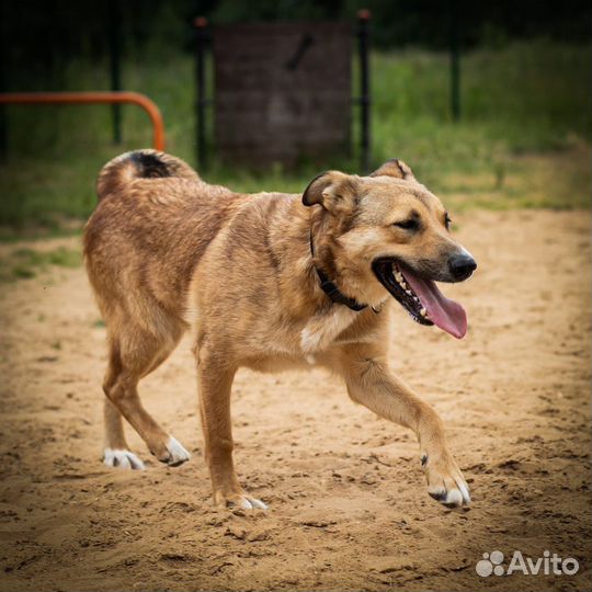 Собака в добрые руки