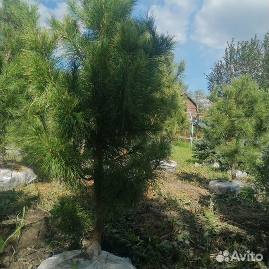 Саженцы сибирского кедра ели пихты туи