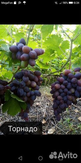 Саженцы и черенки винограда