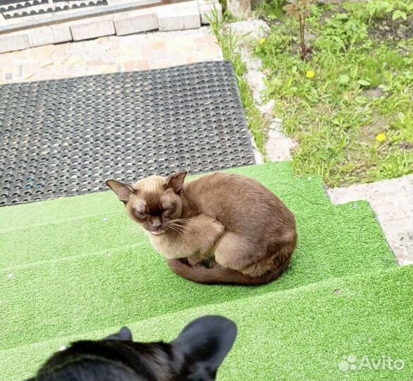 Кошка в беде
