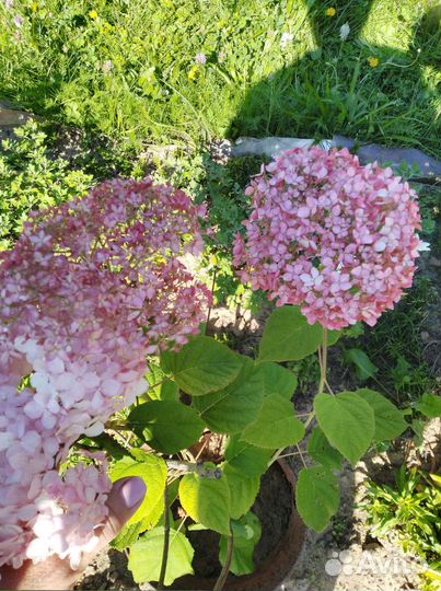 Гортензия Пинк Анабель Кареопсис