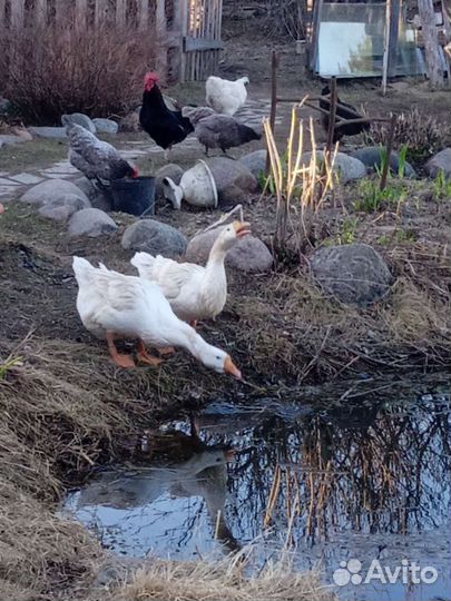 Домашние гусиные яйца (инкубационные)