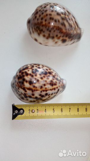 Ракушки Каури Тигровые