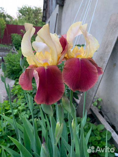 Садовые растения многолетние