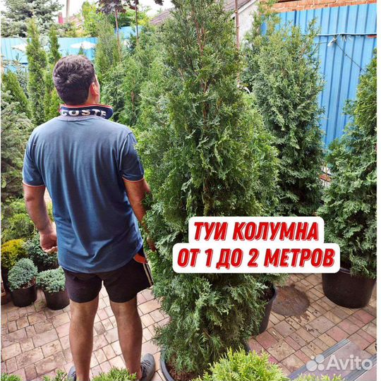 Саженцы туи из голландского черенка с гарантией