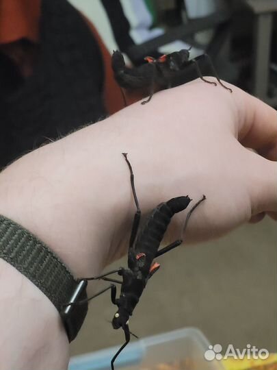 Перуанские палочники