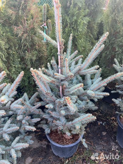 Ель колючая фат альберт 100-120см