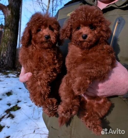 Той-пудель девочка с РКФ