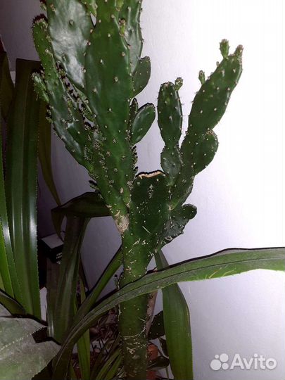 Фикусы Бенджамина Кинки, Кактус