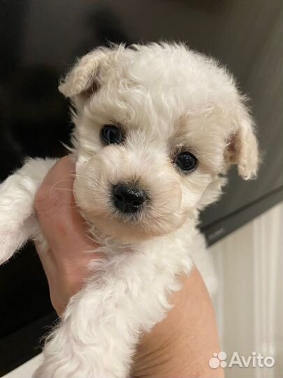 Бишон фризе щенки