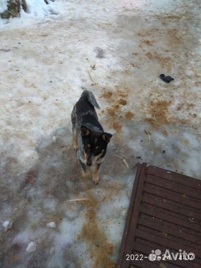 Щенок метис