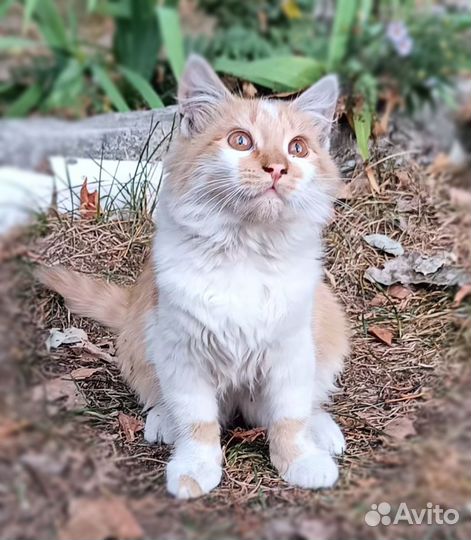 Котики котята