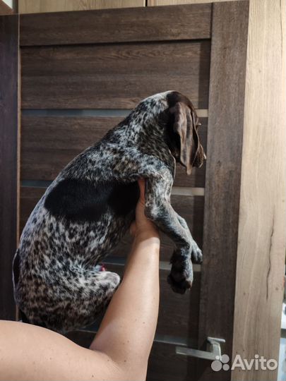 Щенок курцхаара