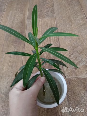 Олеандр махровый, светло-розовый