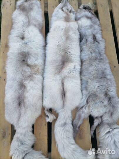 Шкуры песца