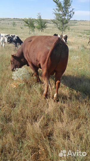 Бык на племя лимузин