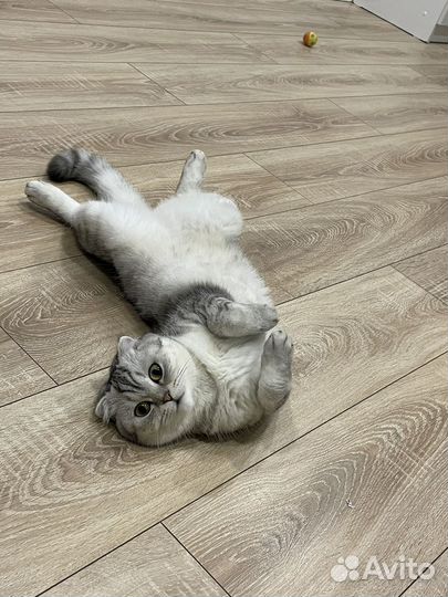 Вязка для кошки