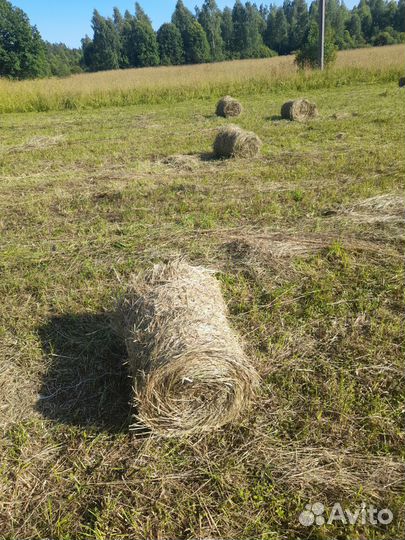 Сено в рулонах