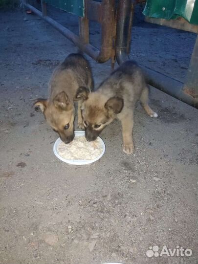 Щенки в дар