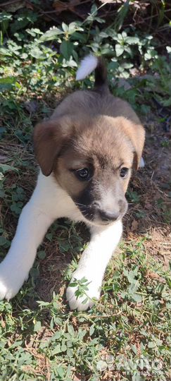 В добрые ручки