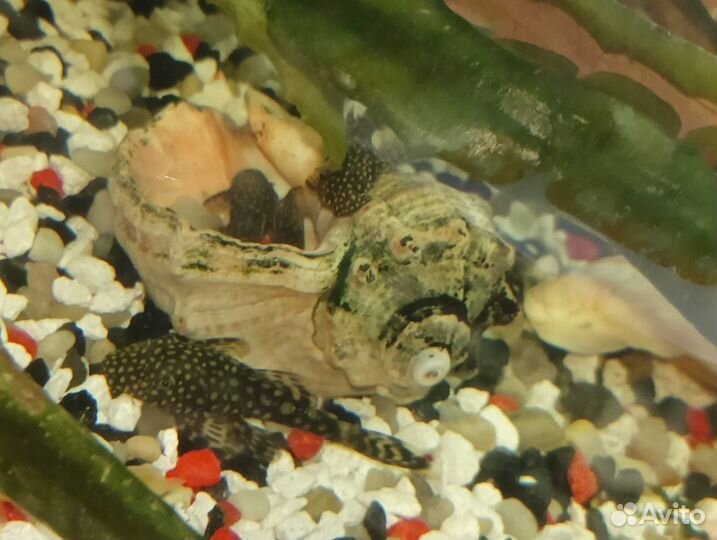 Сомики анциструсы