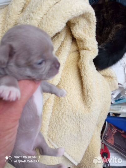 Щенки чихуахуа мини